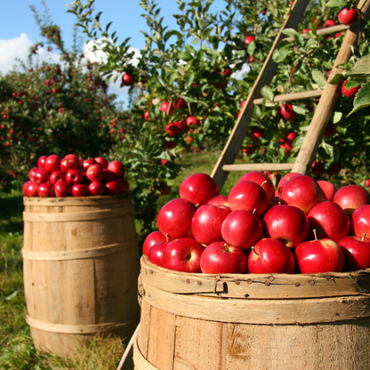 Apple Orchard Fragrance Oil